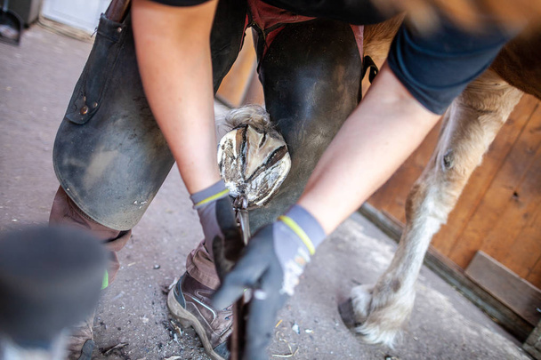 a blacksmith works on a horse hoof - Photo, Image