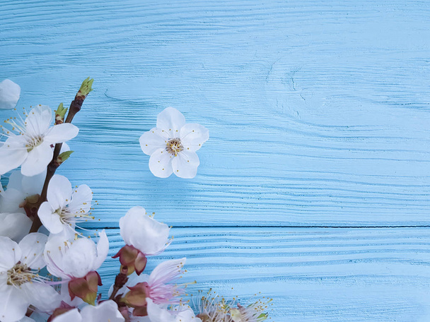 branch of blossoming cherry, on a blue wooden background - Photo, Image