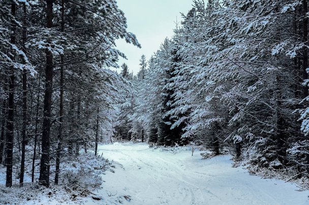 Sneeuw bedekte bomen in het winterbos met weg - Foto, afbeelding