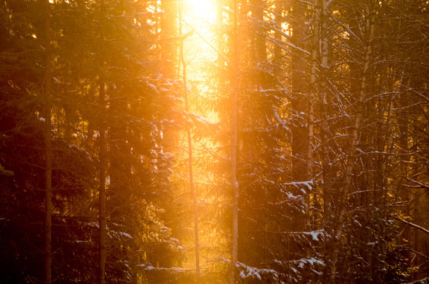 Sun rays shining in trough the pine trees in winter forest - Zdjęcie, obraz