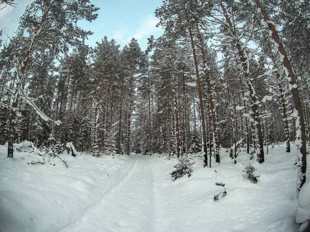 Snow covered trees in the winter forest with road - Photo, image