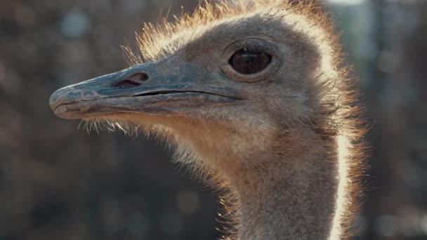 Close up of ostrich head - Footage, Video