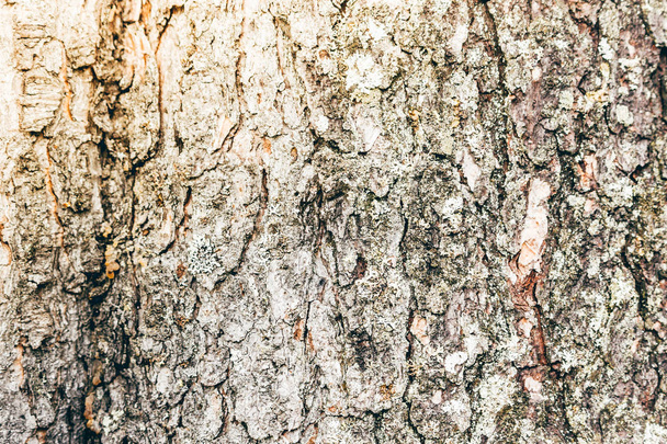 Pine bark as a textured natural background - 写真・画像