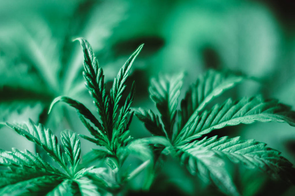 Kannabisz makró fotó gyönyörű levelek és fiatal c vállpántok - Fotó, kép