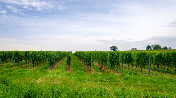 szőlőskert táj - Fotó, kép