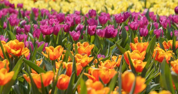 Colorful tulip flower park  - Foto, imagen