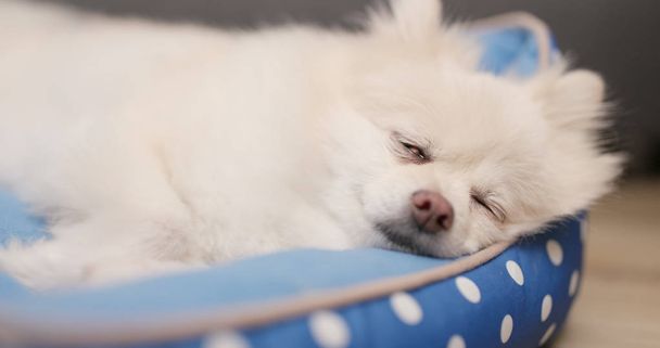 Lovely Pomeranian dog sleep on bed  - Photo, Image