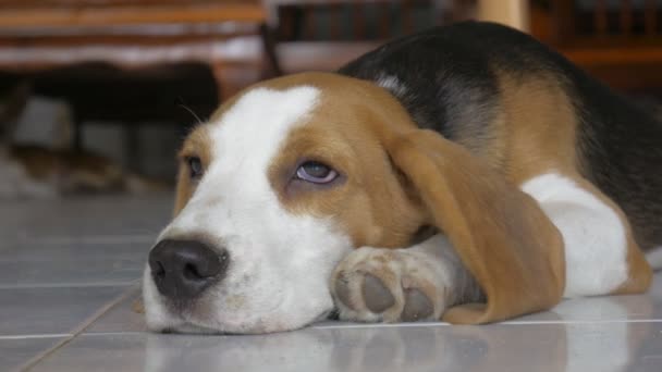 Κοντινό πορτρέτο του αξιολάτρευτου beagle που βρίσκεται στο πάτωμα στο σπίτι - Πλάνα, βίντεο