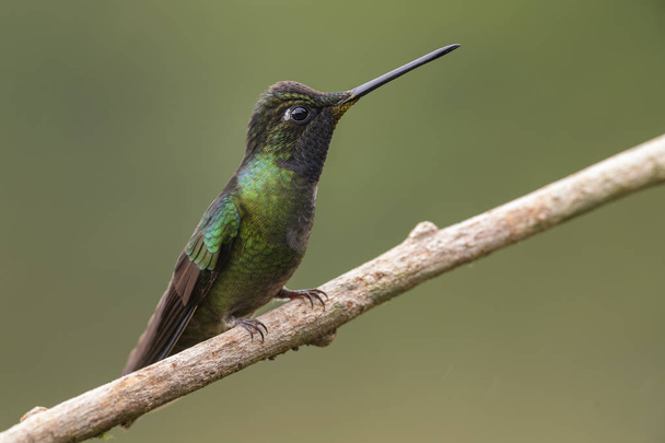 Magnificent Hummingbird - Eugenes fulgens, beautiful colorful  hummingbird from Central America forests, Costa Rica. - Photo, Image