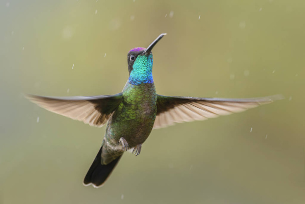 Tündöklő kolibri - Eugenes fulgens, gyönyörű színes kolibri erdők Közép-Amerika, Costa Rica. - Fotó, kép