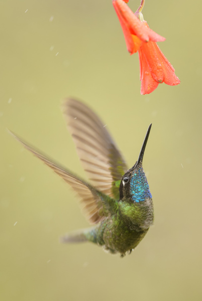 Tündöklő kolibri - Eugenes fulgens, gyönyörű színes kolibri erdők Közép-Amerika, Costa Rica. - Fotó, kép