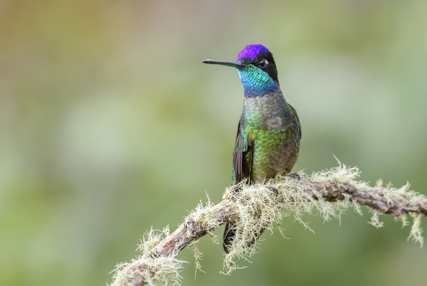 Magnificent Hummingbird - Eugenes fulgens, beautiful colorful  hummingbird from Central America forests, Costa Rica. - Photo, Image
