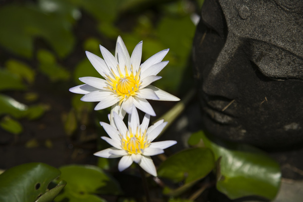 Buddha lammessa veden liljat
 - Valokuva, kuva