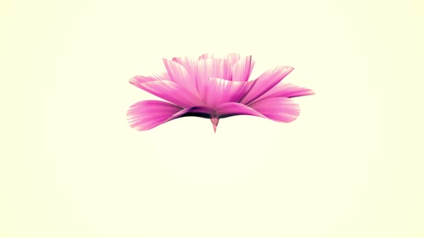 Εγκαίνια μεγάλη ανθοφορία ροζ λουλούδι time-lapse 3d animation που απομονώνονται σε φόντο νέα ποιότητα όμορφη Ενοικιαζόμενα φυσικό floral δροσερό ωραίο 4 k πλάνα βίντεο - Πλάνα, βίντεο