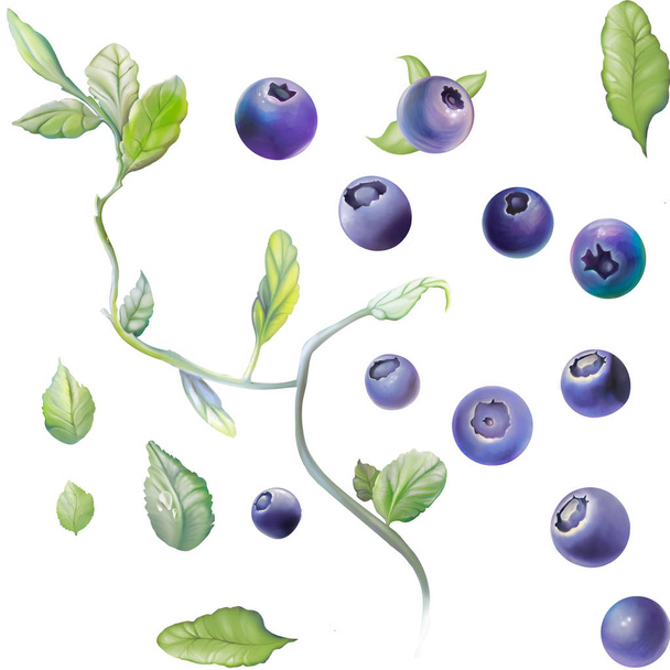 blueberry in the disassembly - Fotografie, Obrázek