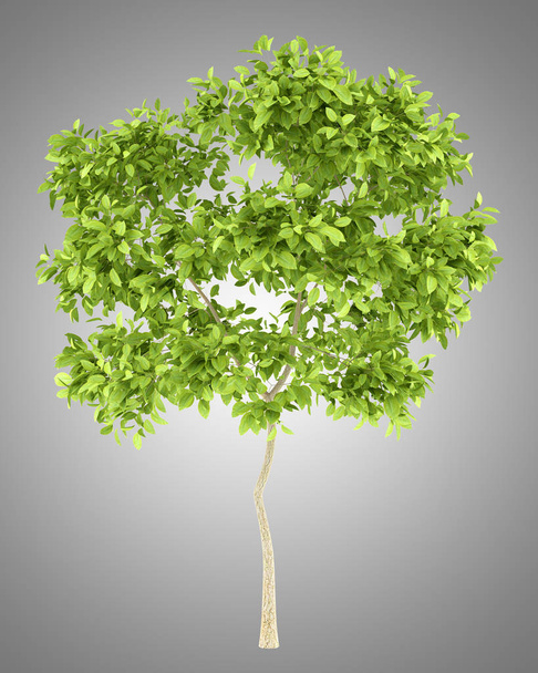 perenboom geïsoleerd op een grijze achtergrond. 3D illustratie - Foto, afbeelding