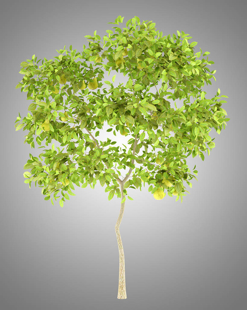 perenboom met peren geïsoleerd op een grijze achtergrond. 3D-illustratio - Foto, afbeelding
