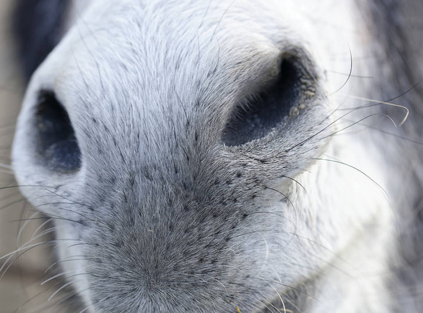 szczegół nosa osła na łące - Zdjęcie, obraz
