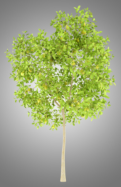 Birnbaum mit Birnen isoliert auf grauem Hintergrund. 3D-Illustrationen - Foto, Bild
