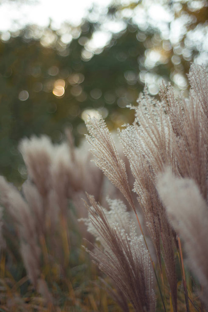 Close up of feather grass, background - Photo, Image