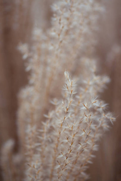 Close up of feather grass, background - Photo, Image