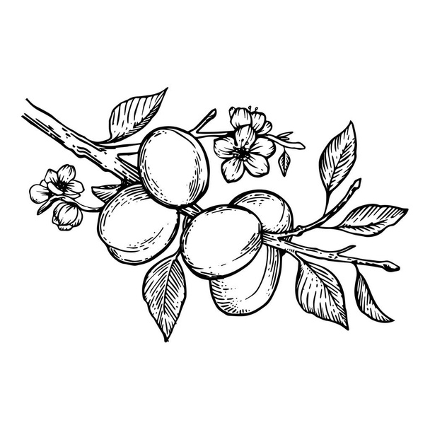 Apricot plant engraving vector illustration - Вектор,изображение