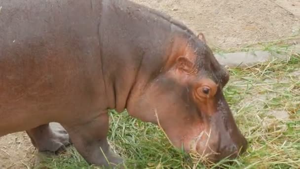 Hipopotamy jedzą trawę w zoo - Materiał filmowy, wideo