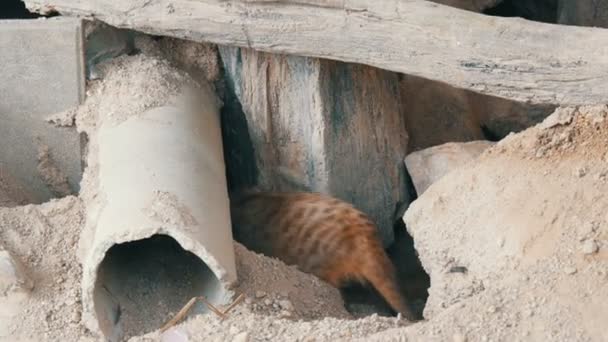 Legrační Surikata nebo suricate poblíž doupat v zoo - Záběry, video