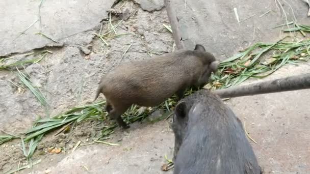黒い毛の猪は地面に草を食べる - 映像、動画