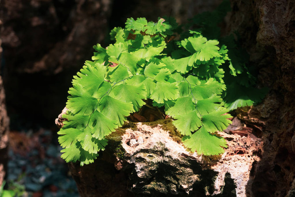 Adiantum capillus veneris or Southern Black Maidenhair fern. Clo - Photo, Image