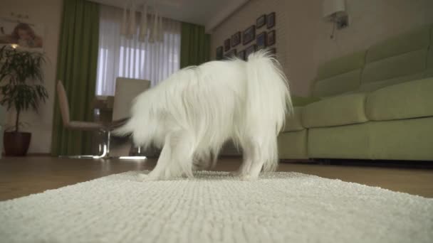 Dog Papillon playing with a ball on a rug in living room stock footage video - Video, Çekim