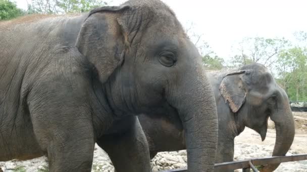 Індійська слонів їдять траву позаду паркан в зоопарку - Кадри, відео