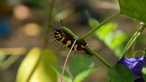 oruga escalada y alimentación de la rama de guisante mariposa en el jardín
 - Metraje, vídeo