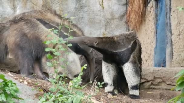 Par de osos hormigueros está en el zoológico khao kheo, Tailandia
 - Metraje, vídeo