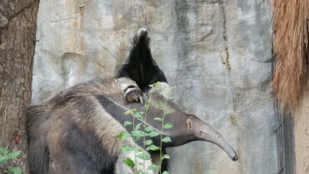 Пара anteaters є в khao kheo зоопарку, Таїланд - Кадри, відео