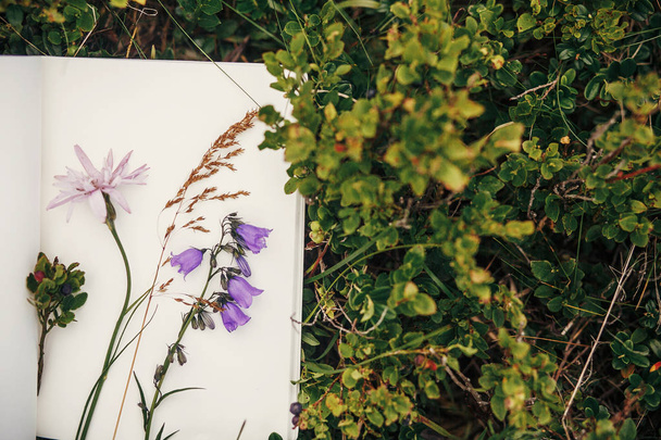 gyönyörű harangvirág és wildflowers a papír notebook fekete áfonya bokrok, napos dombokon, hegyek, felülnézet. csípő vadvirágok és herbárium gyógynövények gyűjtése - Fotó, kép