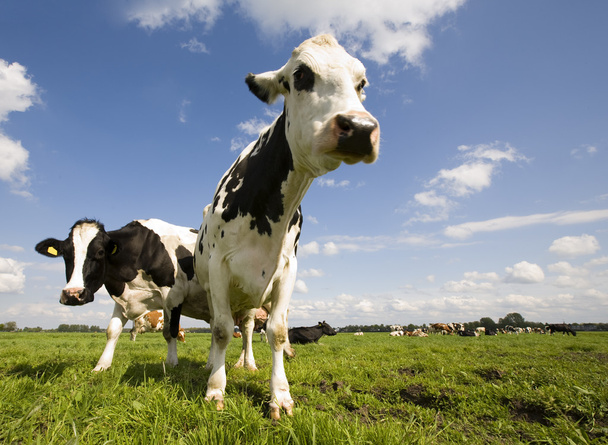 Portrait of a Dutch cow - Foto, Bild