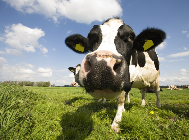 Portrait of a Dutch cow - Φωτογραφία, εικόνα