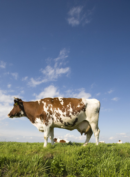 Portrait of a Dutch cow - Valokuva, kuva