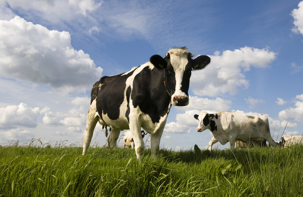 Portrait of a Dutch cow - Foto, Bild