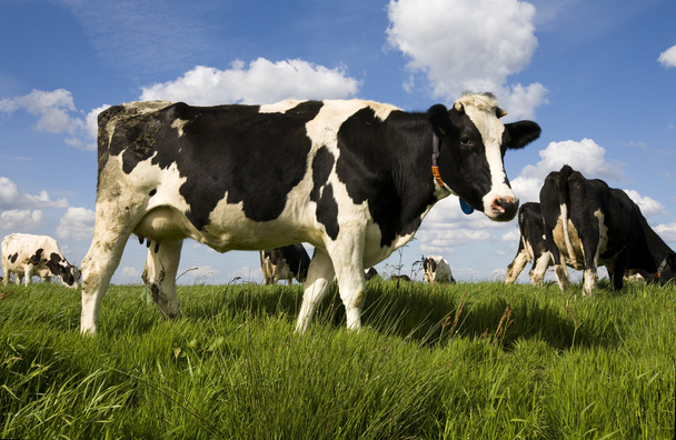 Portrait of a Dutch cow - Fotoğraf, Görsel