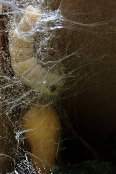 カイコ幼虫毛虫の作る繭 - 写真・画像
