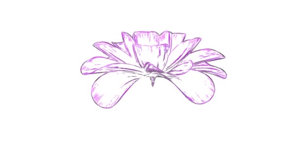 sarjakuva piirretty avaaminen pitkä kukinta kukka aika raueta animaatio eristetty taustalla uusi laatu kaunis loma luonnollinen kukka viileä mukava 4k videomateriaalia
 - Materiaali, video