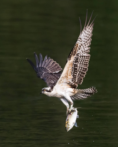 Osprey uçuş ile Catch XXII - Fotoğraf, Görsel