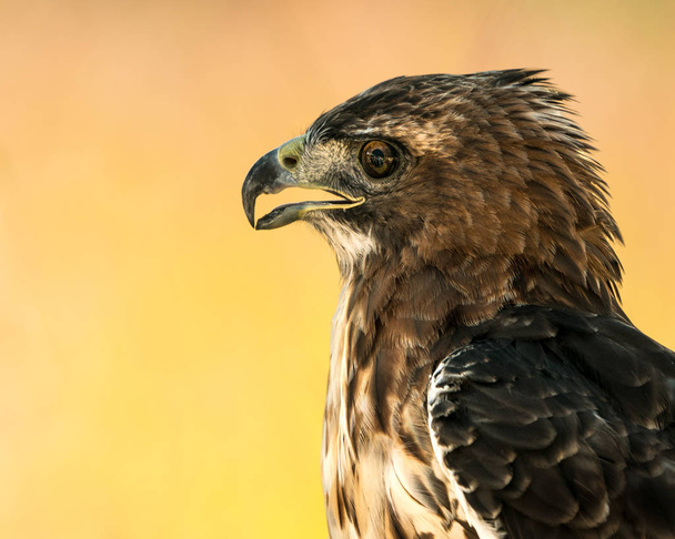 Red - Tailed Hawk Ii - Zdjęcie, obraz