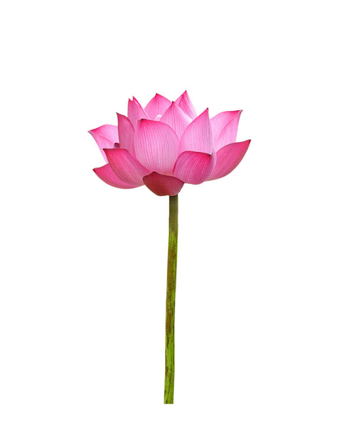 Lotus flower  on white background. - Photo, image