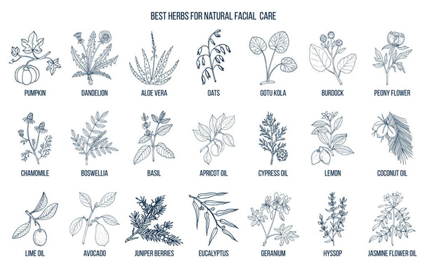 Best medicinal herbs for natural facial care - Vecteur, image