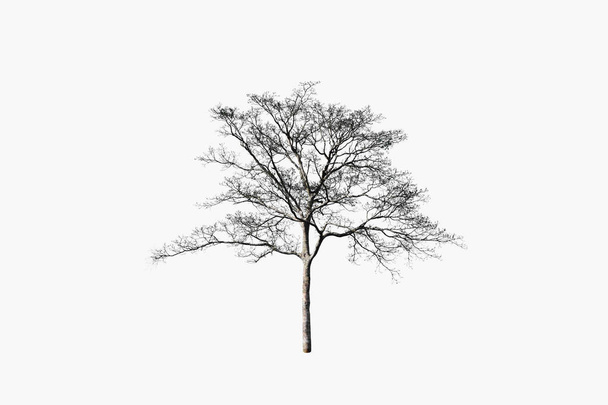 落葉性の木や枯れ木 - 写真・画像