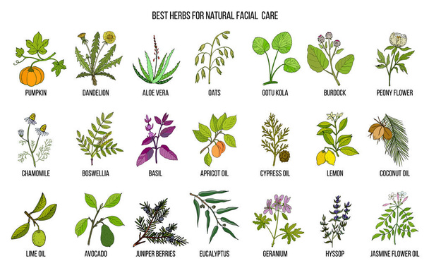 Best medicinal herbs for natural facial care - Vector, Image