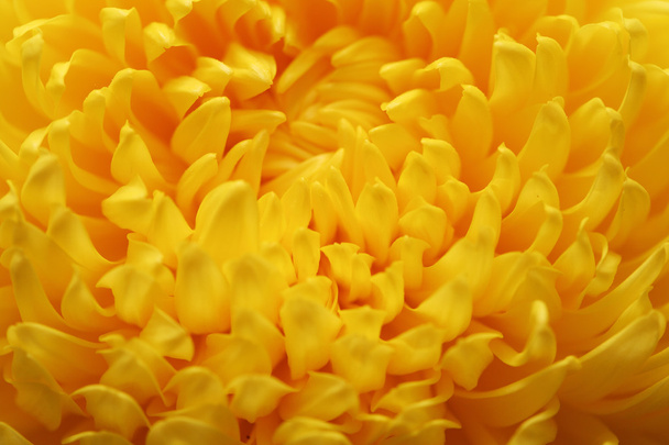 körömvirág műanyag közelről - Fotó, kép
